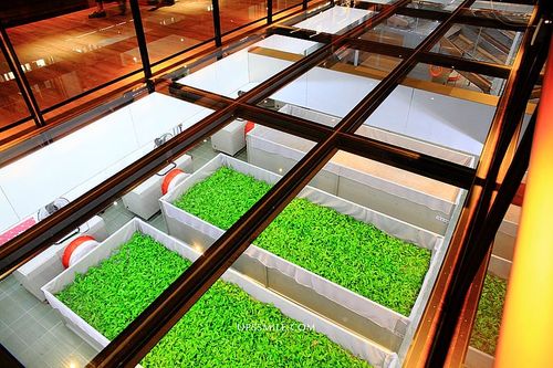 从上头往地板下看可见茶叶制程,很好玩,跳脱一般观光工厂的印象